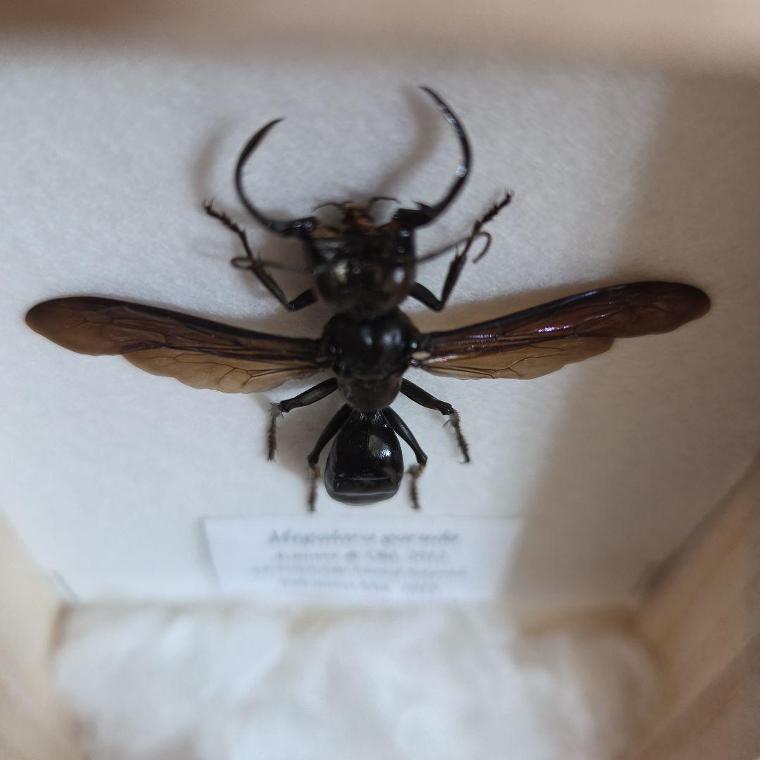 メガララガルーダMegalara garuda 標本 インドネシア産 - メルカリ