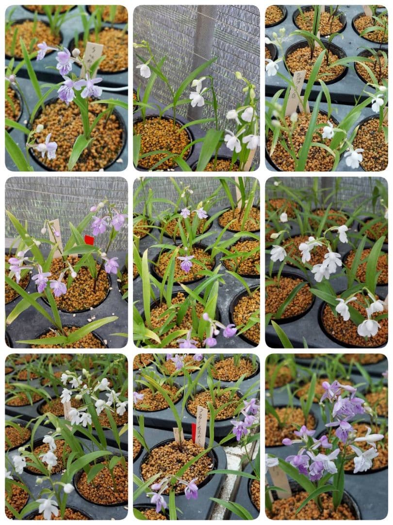 クロカミラン 2 自家人工交配増殖品