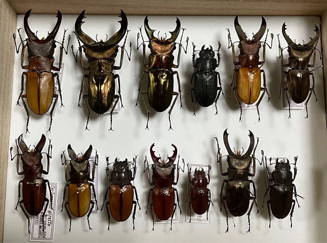 昆虫標本 キクロマトス13頭セット②