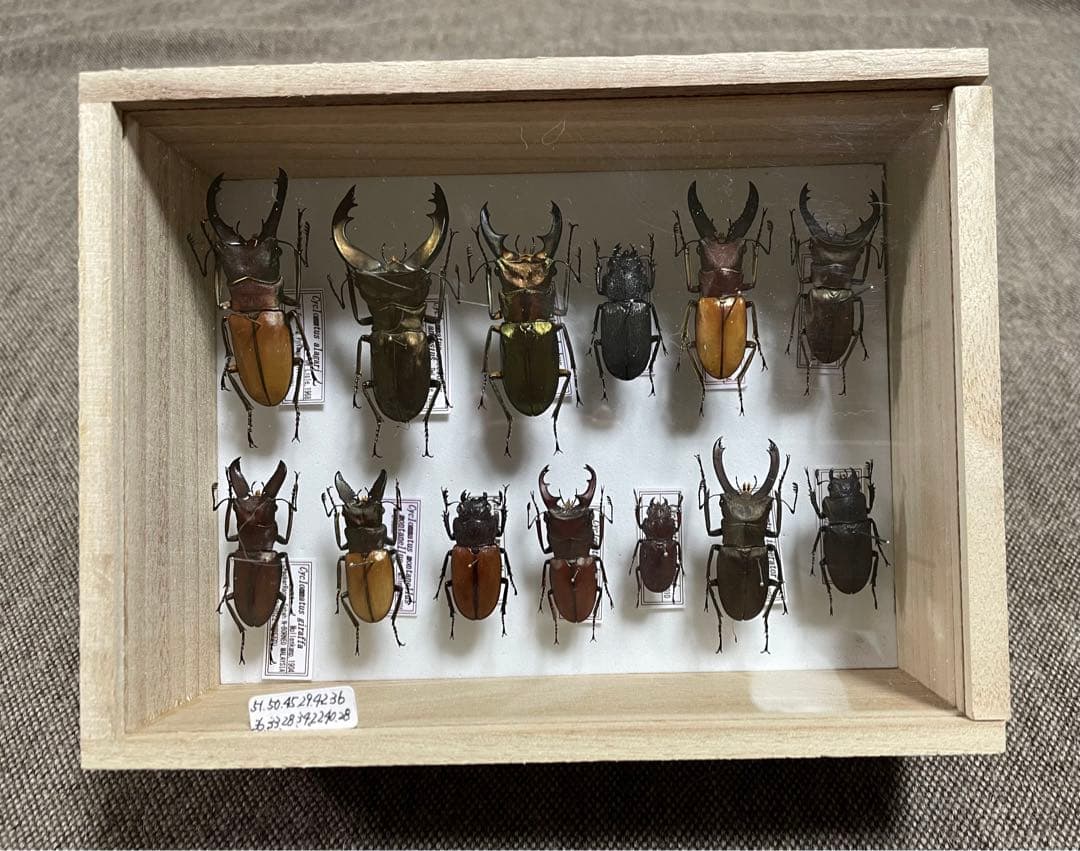 昆虫標本 キクロマトス13頭セット②