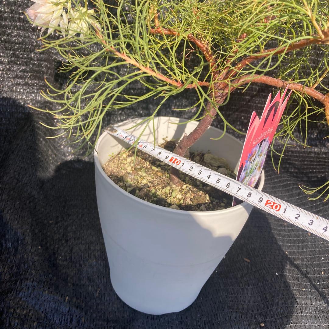 ①*:ஐ白花*:ஐジョーイセルリア・苗木【ブラッシングブライド