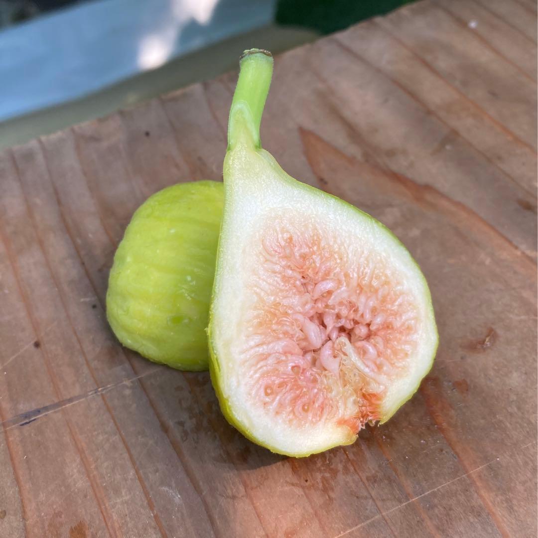 Lameth (FDM) 穂木 イチジク - メルカリ