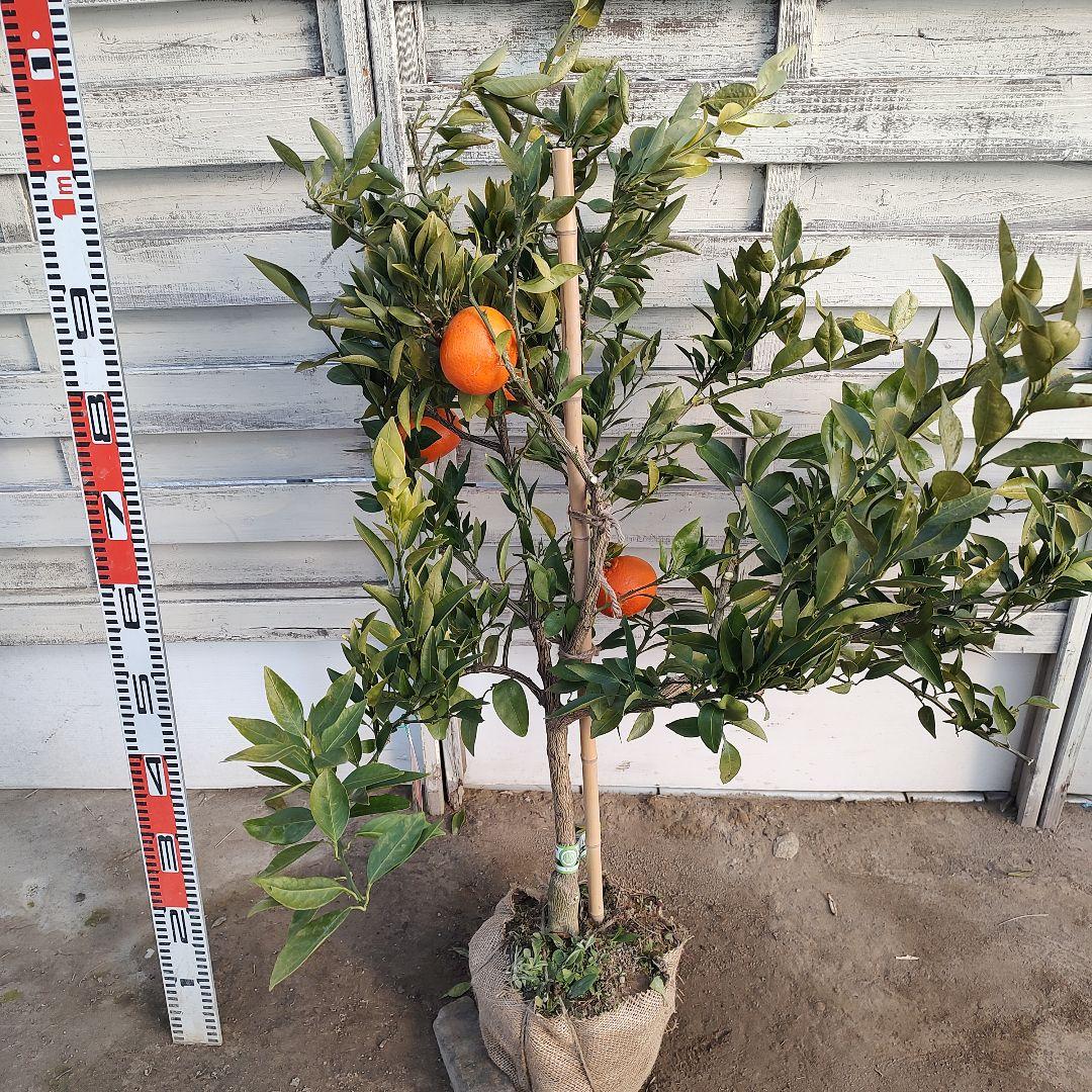 ド*ト様 みはや 5年生 実つき！ 登録品種