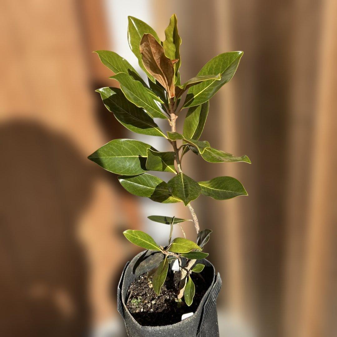 s*.様 常緑樹　リトルジェム 寄せ植えver. リトルジェム鉢植え ⁡低木・常緑樹 ⁡ ⁡にわいろSELECT