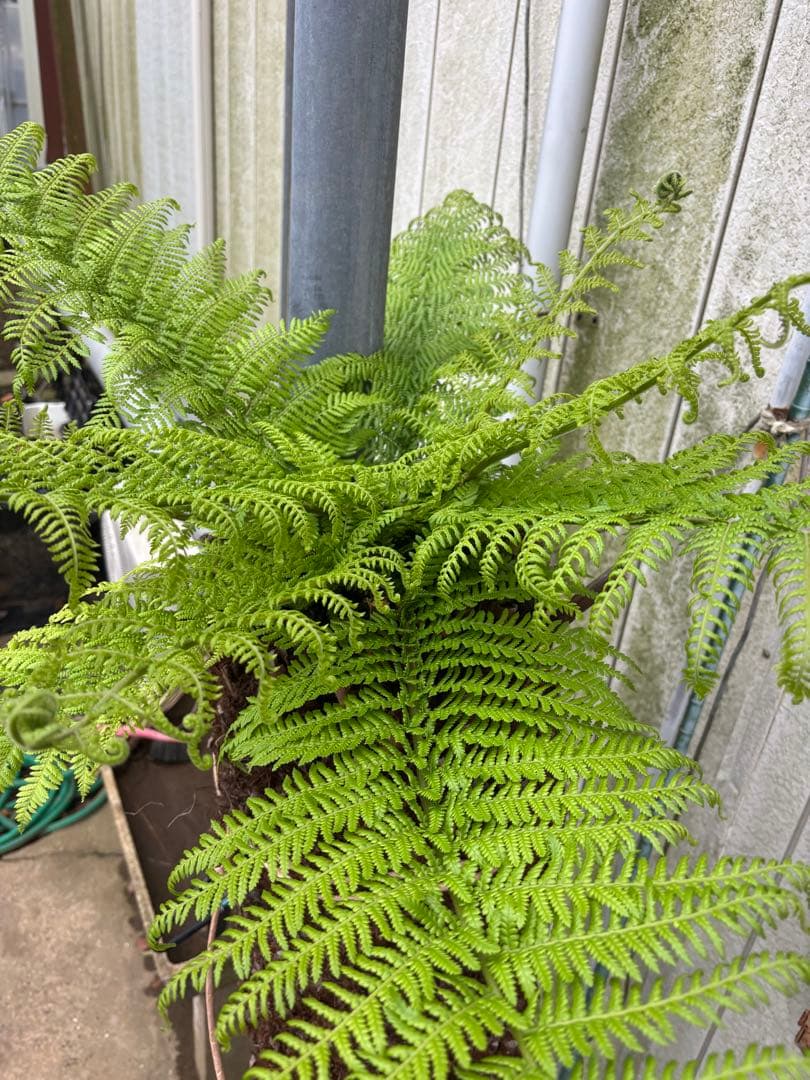 けん様 専用 ディクソニア 希少 輸入株 - メルカリ