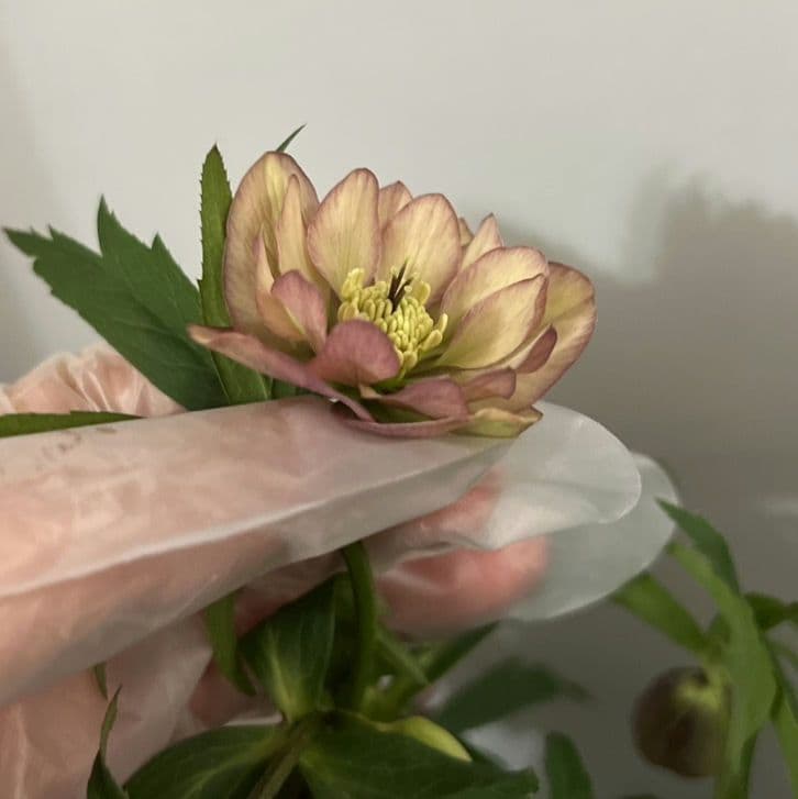 クリスマスローズ 苗 プルプラ交配 大木ナーセリーさん 株分け ピンク