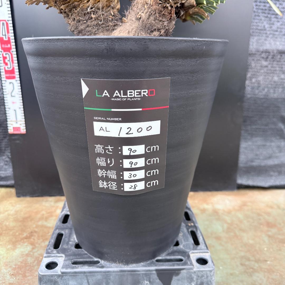 AL1200】ユッカ ロストラータ トリプルヘッド - メルカリ