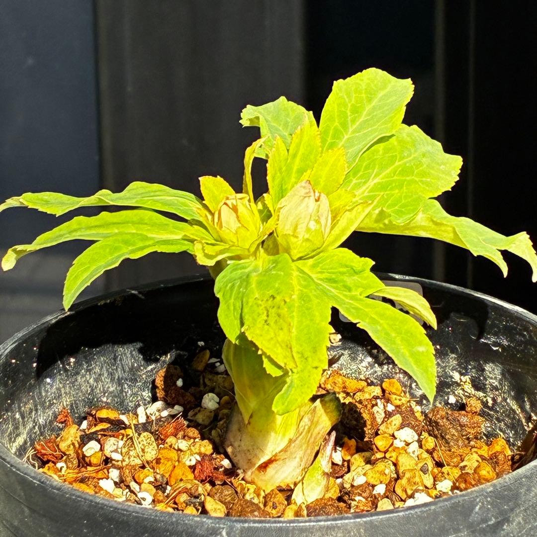 衛*様 3559☘️ラスト2☘️蕾付☘️⭐️SD⭐️紅ピンクオーレア⭐️ツートン