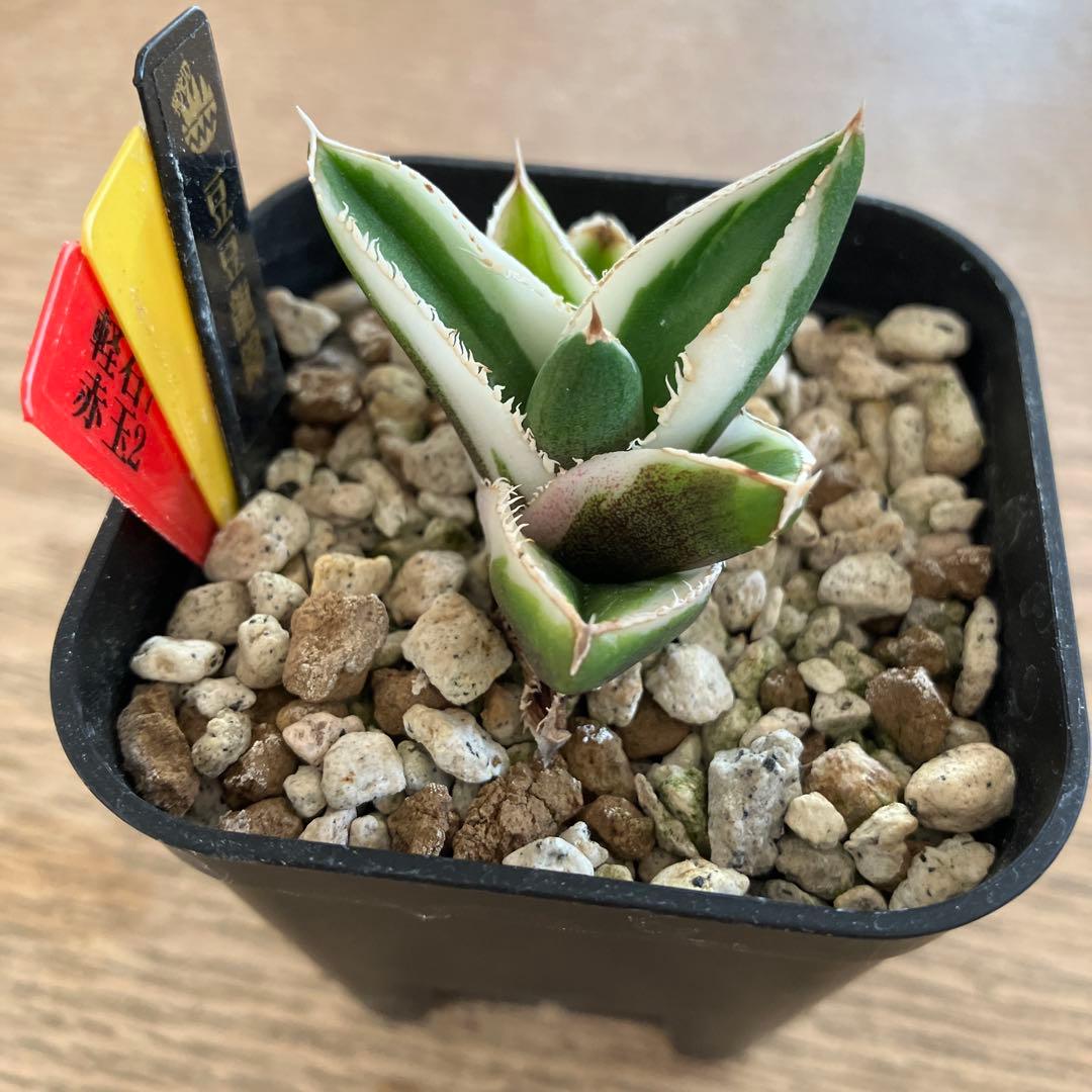 速達【初売り】15 希少 安定株 アガベ チタノタ 豆豆龍錦 覆輪斑 TC