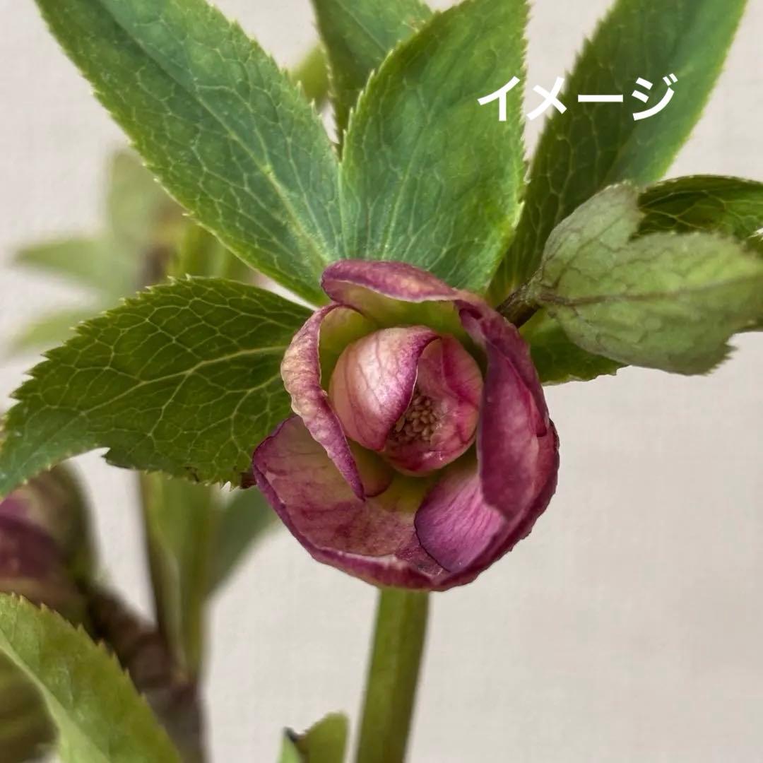 加藤農園 クリスマスローズ アンティークアフロディーテ 株分 - メルカリ