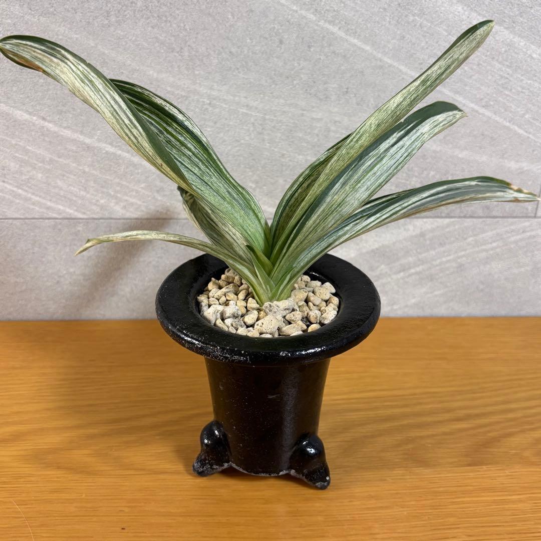 万年青 千代田の松 薄葉系 銘鑑金文字 - メルカリ 万年青 千代田の松 薄葉