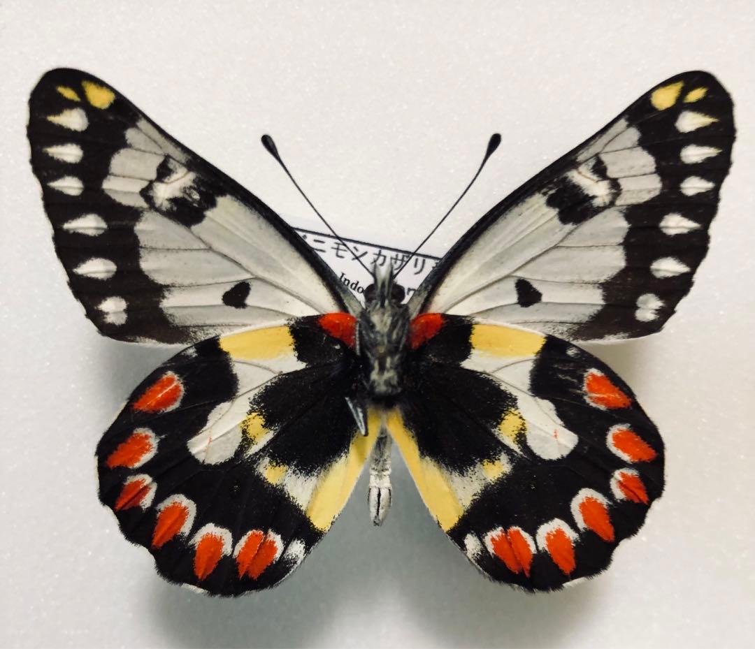 蝶標本 ベニモンカザリシロチョウ ペア | Shop at Mercari from Japan