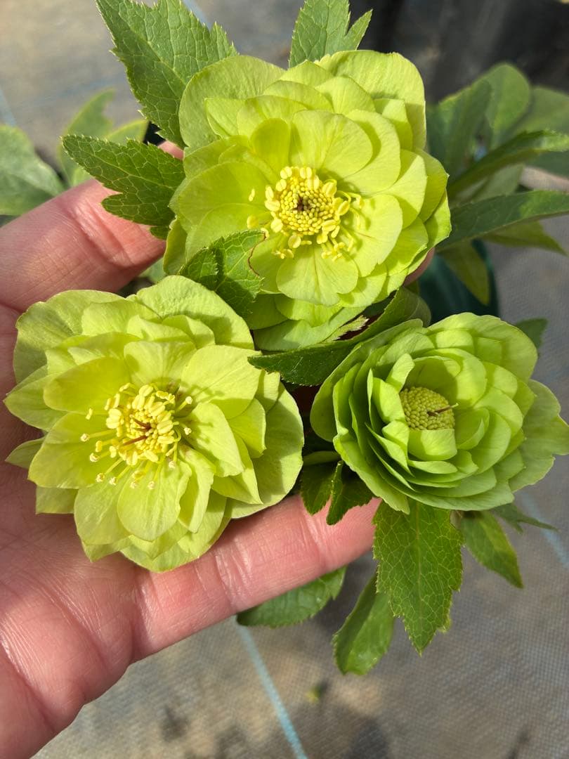 クリスマスローズ 小輪 グリーン6寸 | Mua sắm tại Mercari từ Nhật