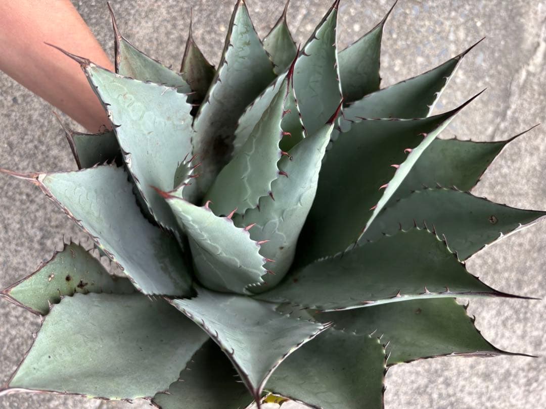 アガベ パリーハイブリッド 検索 吉祥天 リップルエフェクト オリザバ