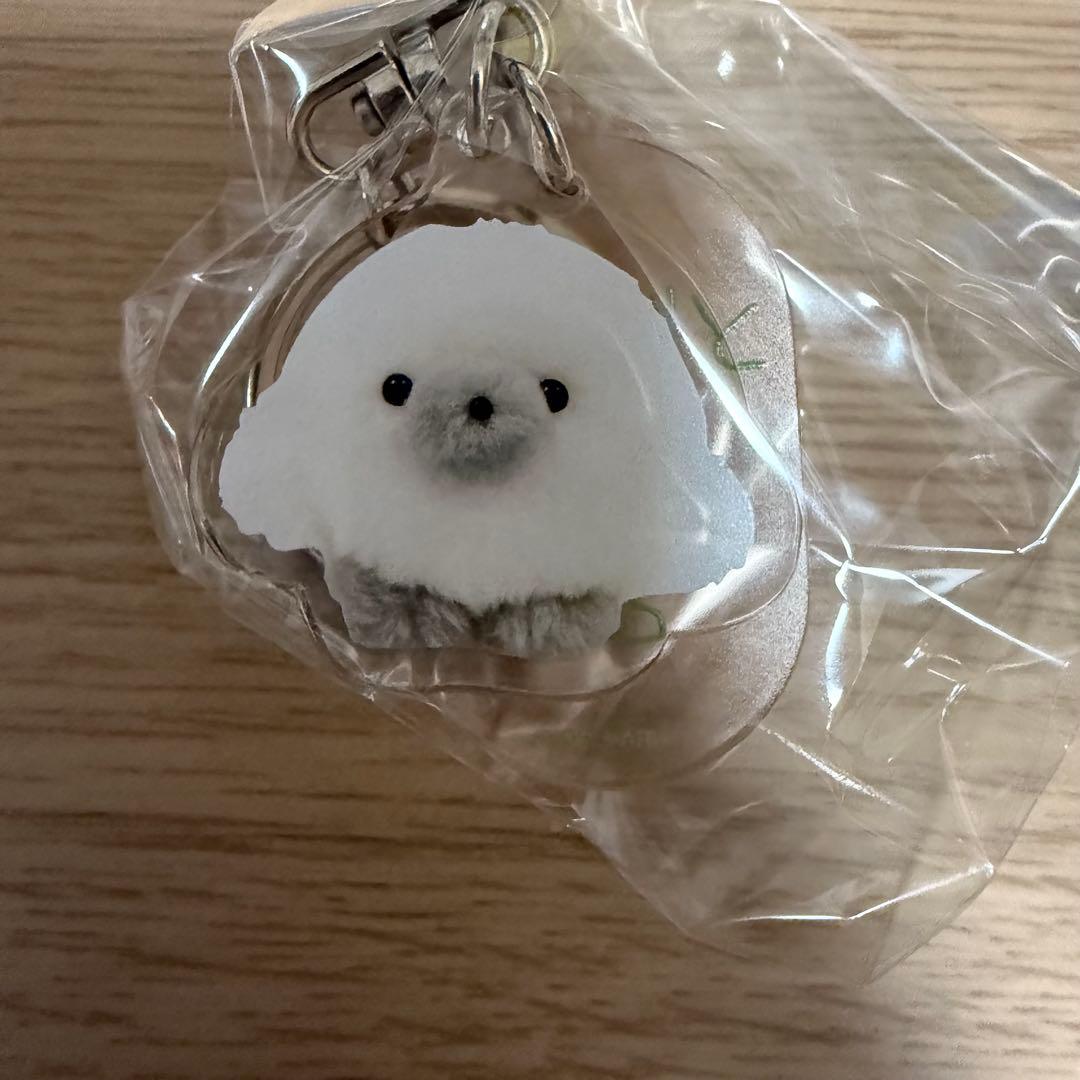 じょせまる POPUP おえかき展 じょせまるたち きぃほるだぁ まるころ