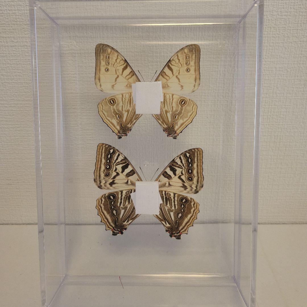 蝶の標本 宝石の舞う世界（珍珍） - メルカリ