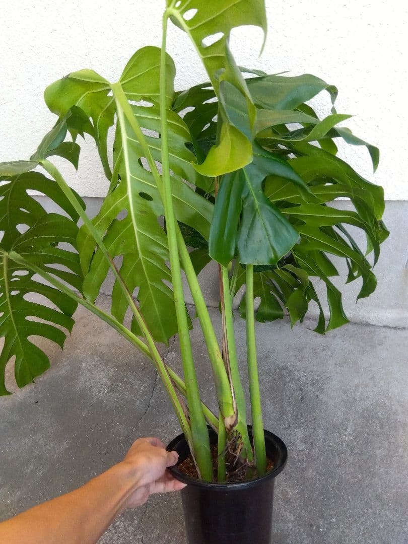 モンステラ デリシオーサ 6号鉢つき 深穴開き❗大型葉❗ ①