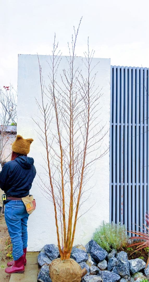 絶品黄金幹。ヒメシャラ切り戻し本株立ち2.8M(鉢底から)品番A