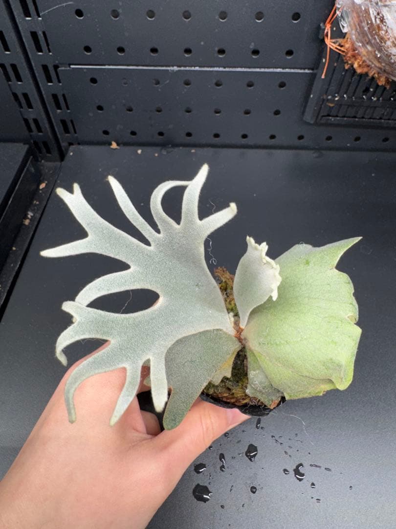 【平凡之鹿】ビカクシダ YMDS Totoro HHRナーセリータグ付け#075 ビカクシダ YMDS Totoro HHRナーセリータグ付け #404 - メルカリ