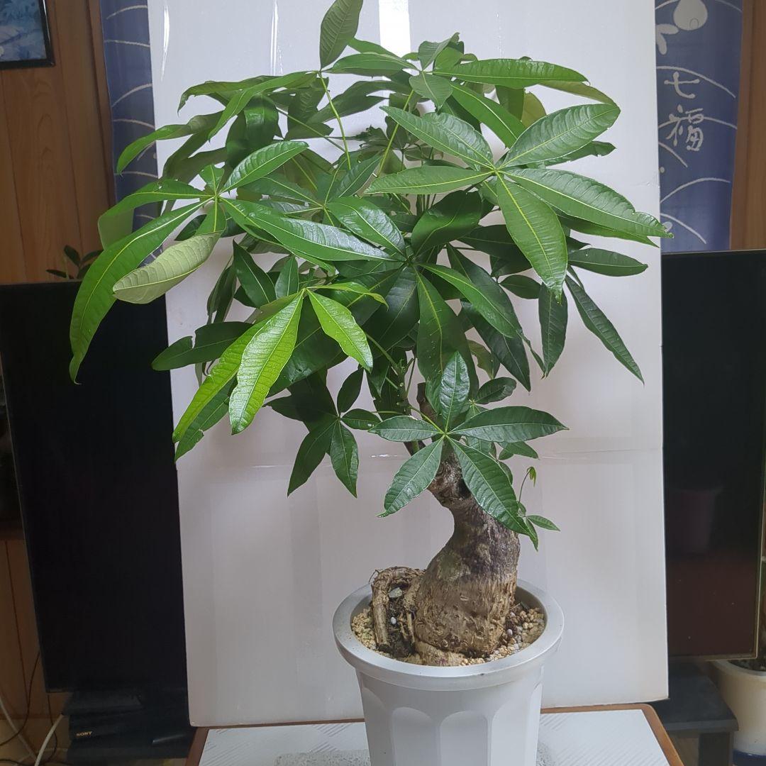 パキラ。大型。 観葉植物 。無料で発送致します。パキラ 10号 【大きい