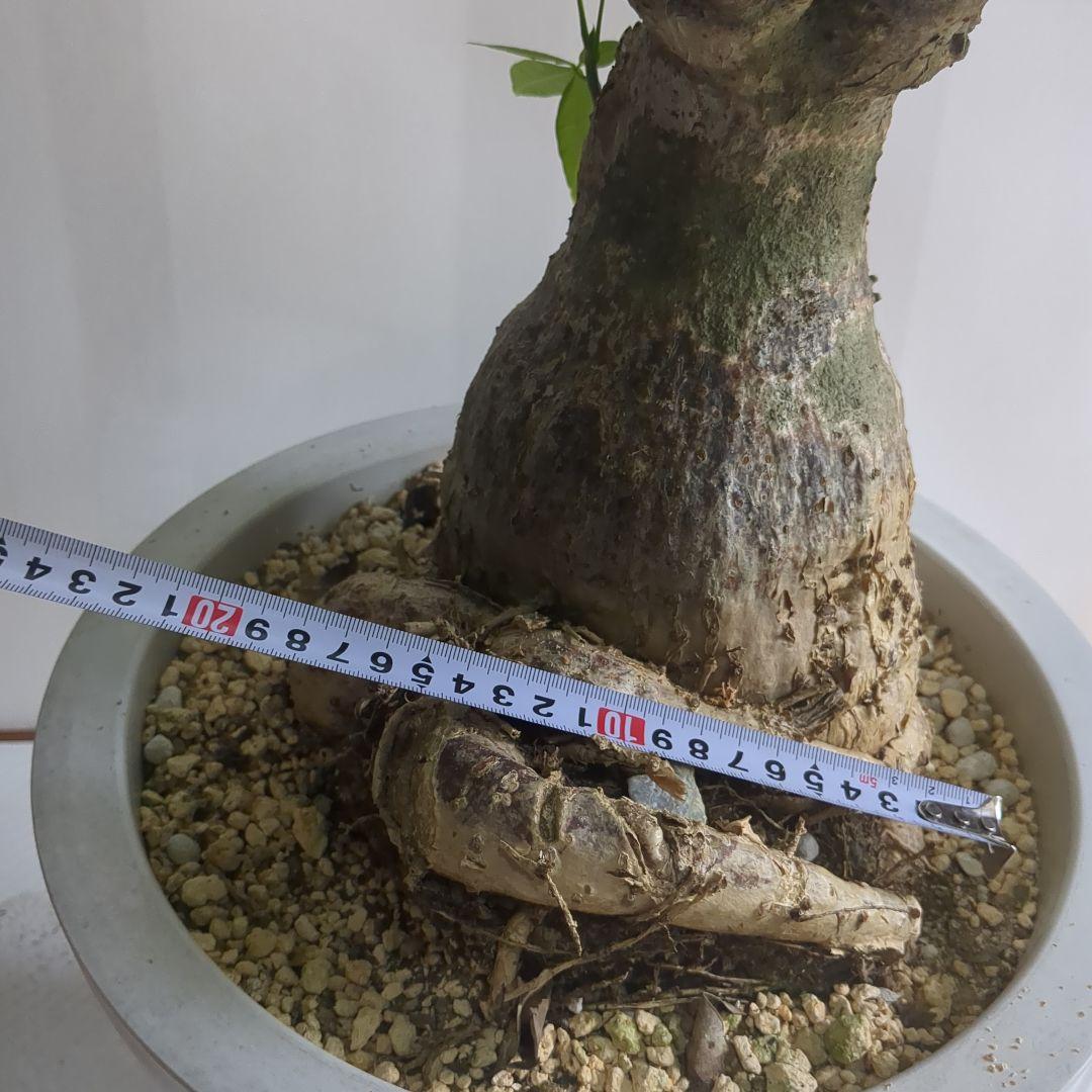 パキラ。大型。 観葉植物 。無料で発送致します。パキラ 10号 【大きい