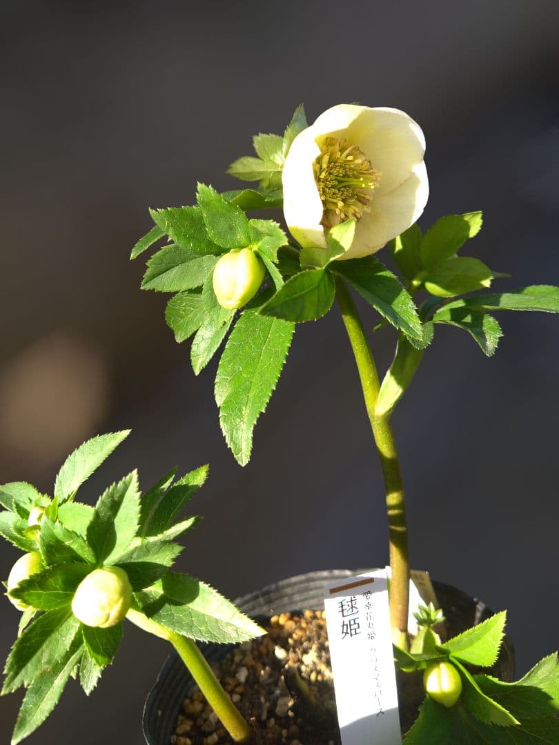 クリスマスローズ 毬姫 Sdピコ - 花安価