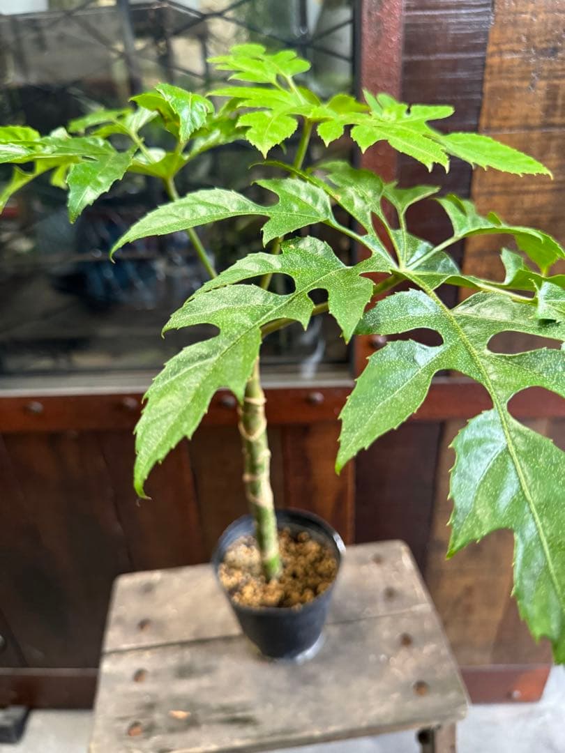 希少珍種 トレベシア パルマータ 観葉植物 22 - メルカリ