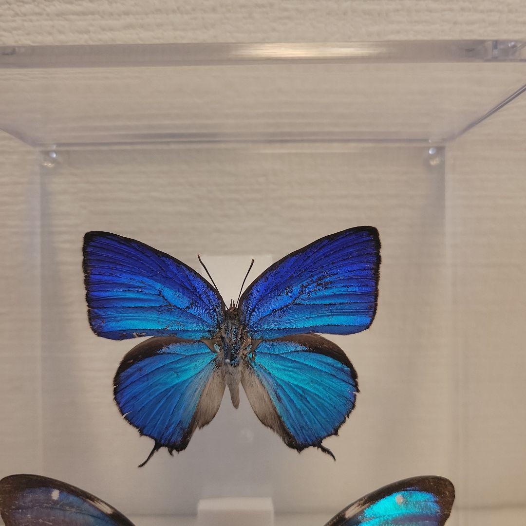 蝶の標本 ジャングルを舞う宝石（青AA） - メルカリ