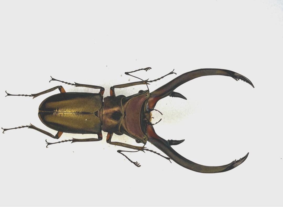 美形 エラフスホソアカクワガタ標本 - メルカリ