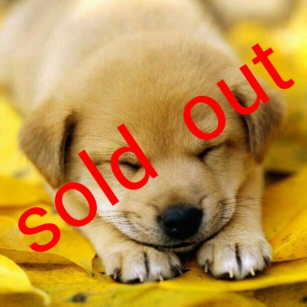 オス♂ブラ 10205912_oki600.jpg