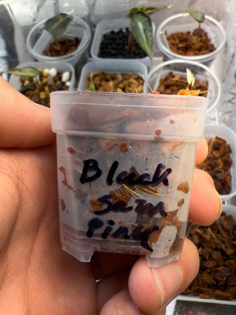 り*く様 希少 アロカシア ブラックサタンピンクボーン 芋 - メルカリ