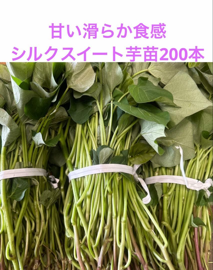 様 59山野草 カタクリソウ白花系1球