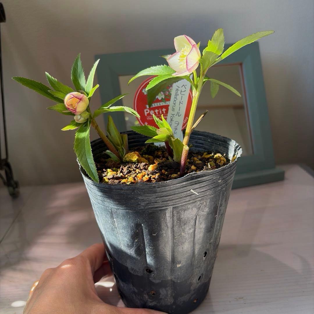 【横山園芸】クリスマスローズ ベビードール（プチドール）《1/10》ピコティ