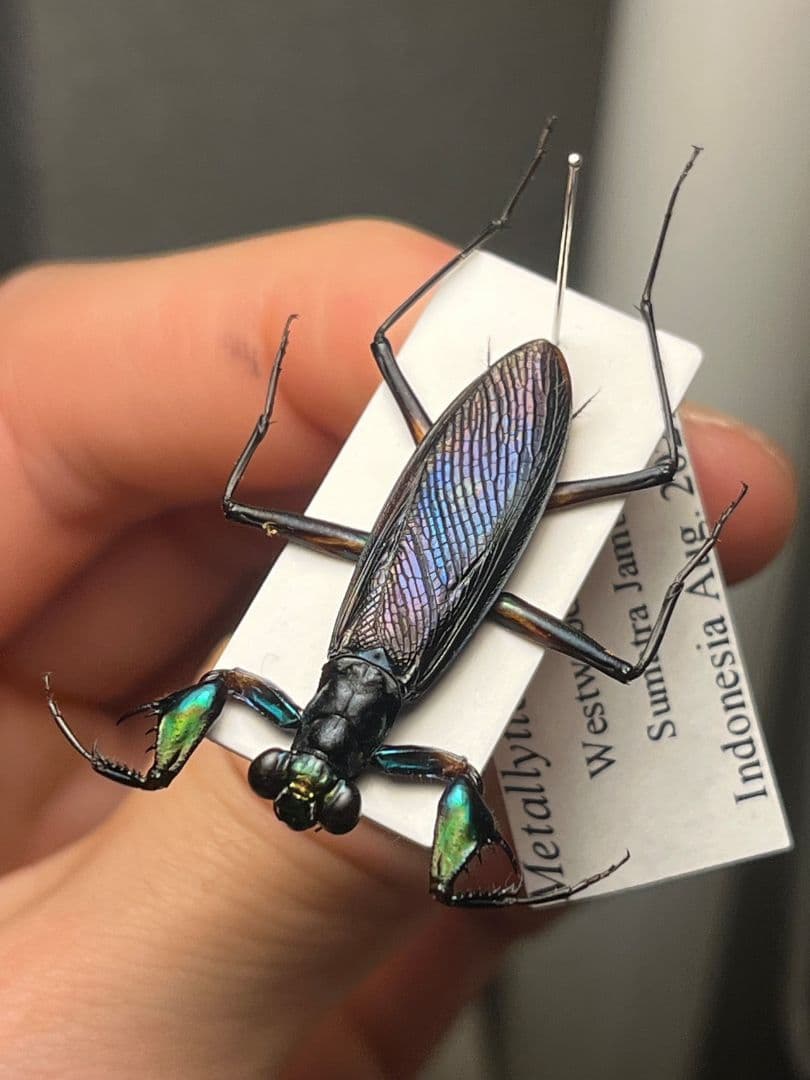 標本】ケンランカマキリ スパイダーマンティスレッドローチ