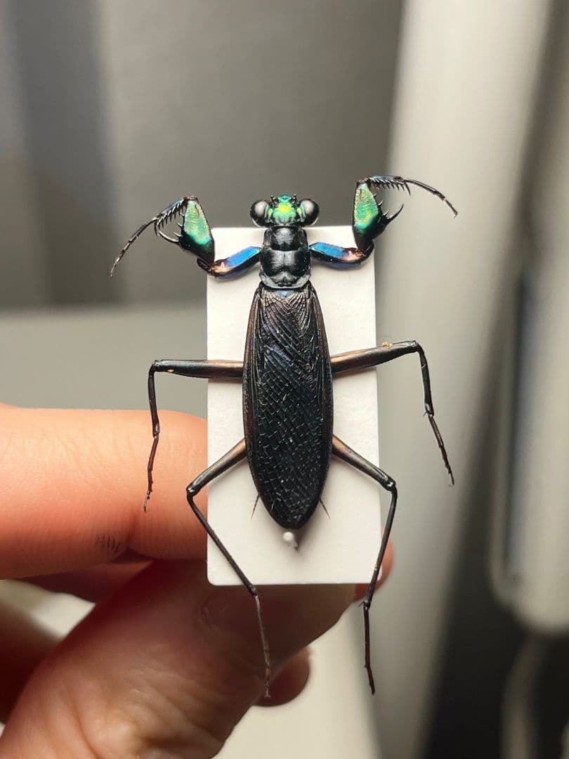 標本】ケンランカマキリ スパイダーマンティスレッドローチ