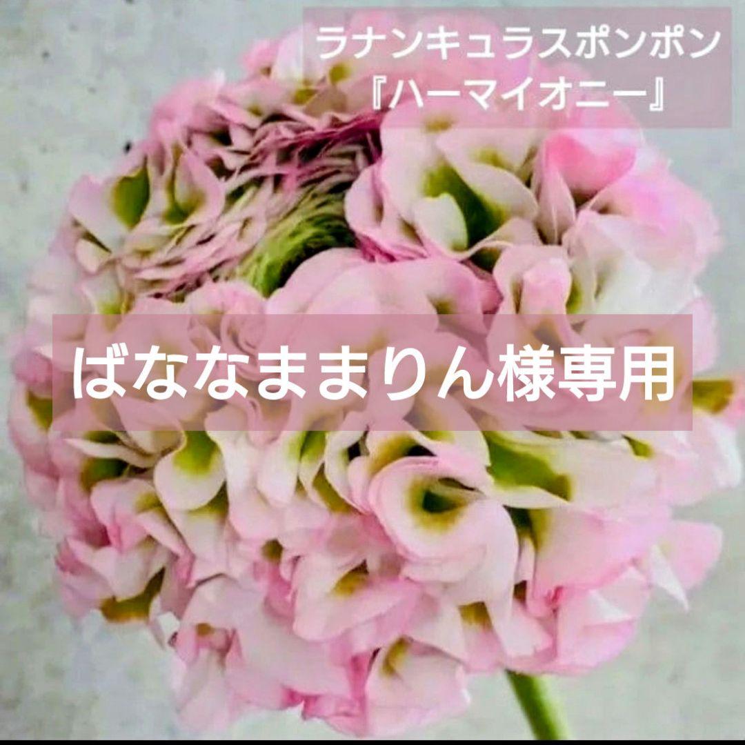 ばななままりん様専用【ラナンキュラスポンポン】ハーマイオニー【1苗