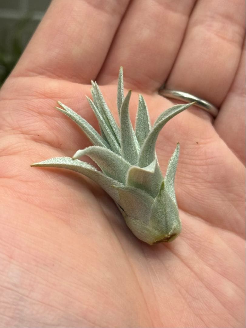 u*a様 Tillandsia gardneri var. rupicola 幅 Tillandsia gardneri rupicola. (size large) – Tillandsia In Hawaii