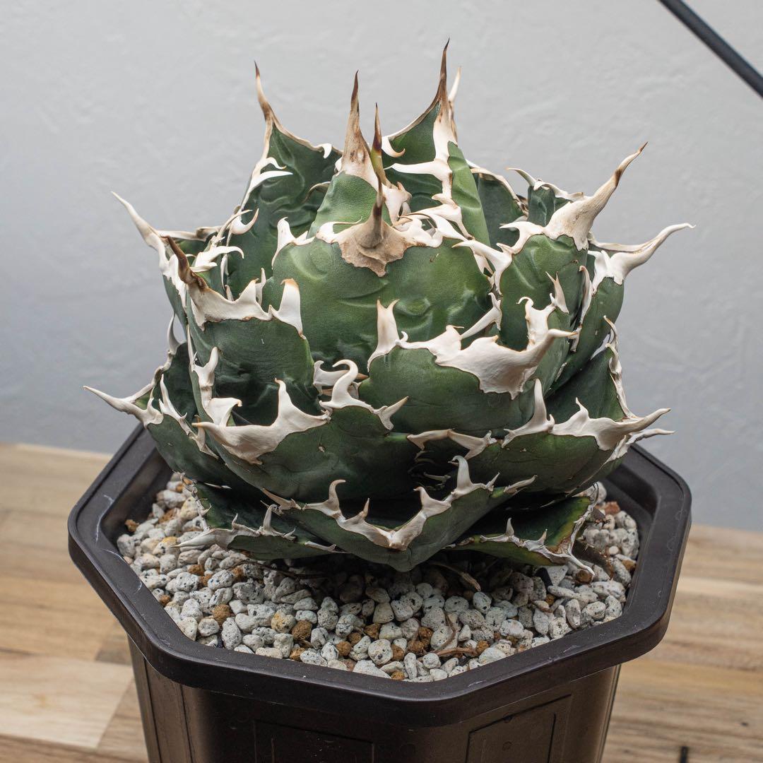 Q taro様専用＊アガベ チタノタ【白鯨大株】＊鉢植え発送＊