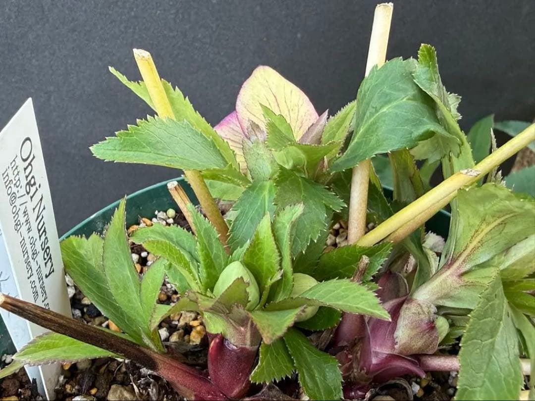 ま*い様 クリスマスローズ 開花株 sdムルチオーレア 充実株 大木