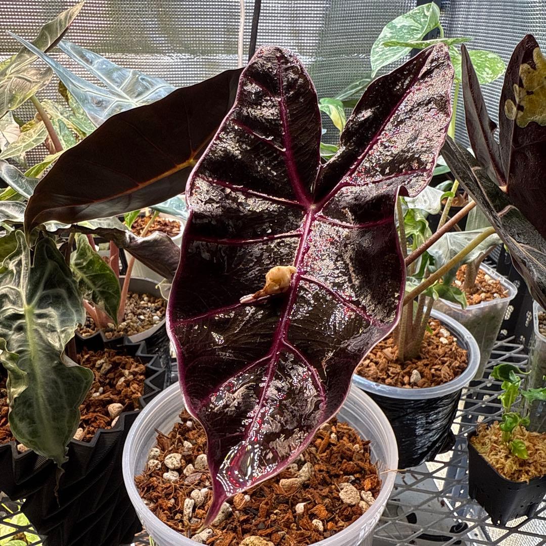 Y*_様 希少 アロカシア ブラックサタンピンクボーン 芋 Y*_様 希少 アロカシア ブラックサタンピンクボーン 芋 - メルカリ