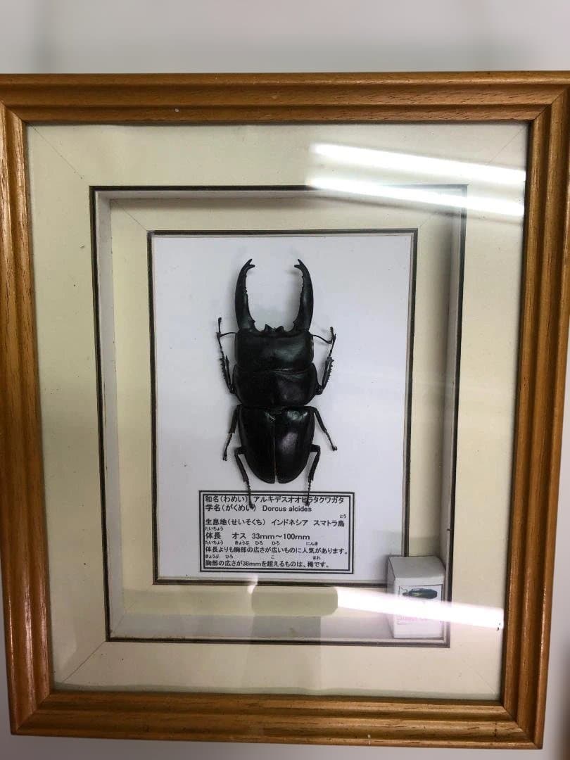 極美品 アルキデスオオヒラタクワガタ標本 約100mm 木製フレーム スマトラ島 アルキデスヒラタ♂85mm （飛翔 本物の標本） | オオクワ京都昆虫館