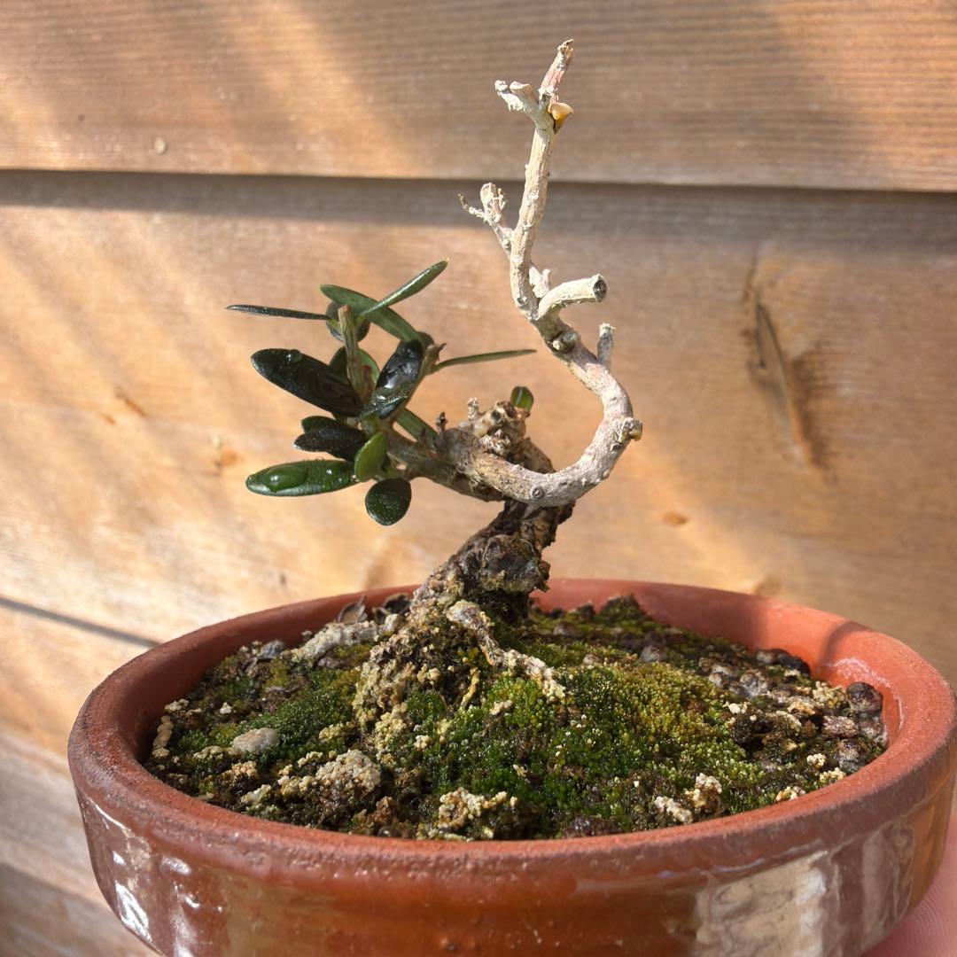 姫オリーブ小品盆栽2 □オリーブ olive - 東京盆栽日記～はさみ作りと豆盆栽～
