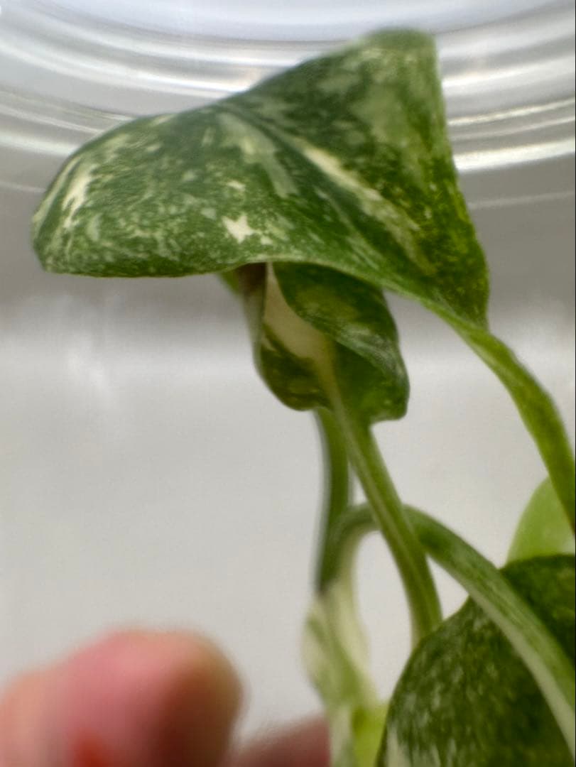 MonsteraLegacy モンステラ レガシー 斑入り - メルカリ