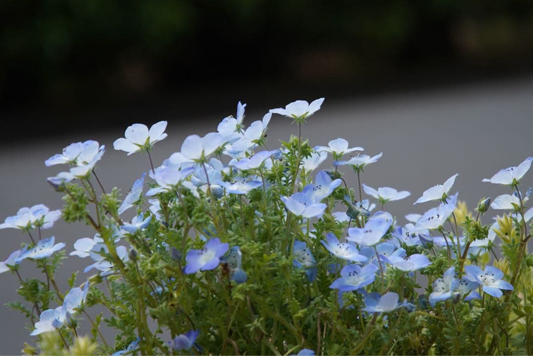 EF28-135mm F3.5-5.6 IS USM 作例あり