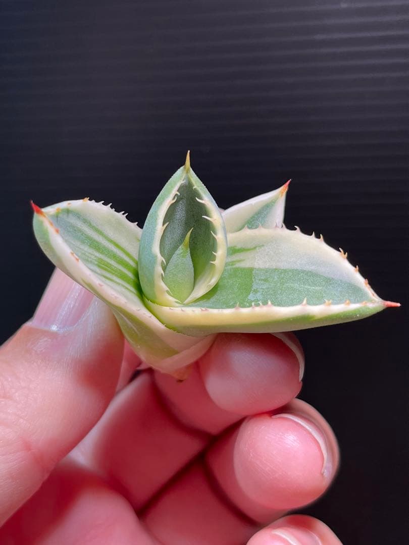 特別価格❗️】 アガベ パリー トランカータ オリザバ 本物 - メルカリ