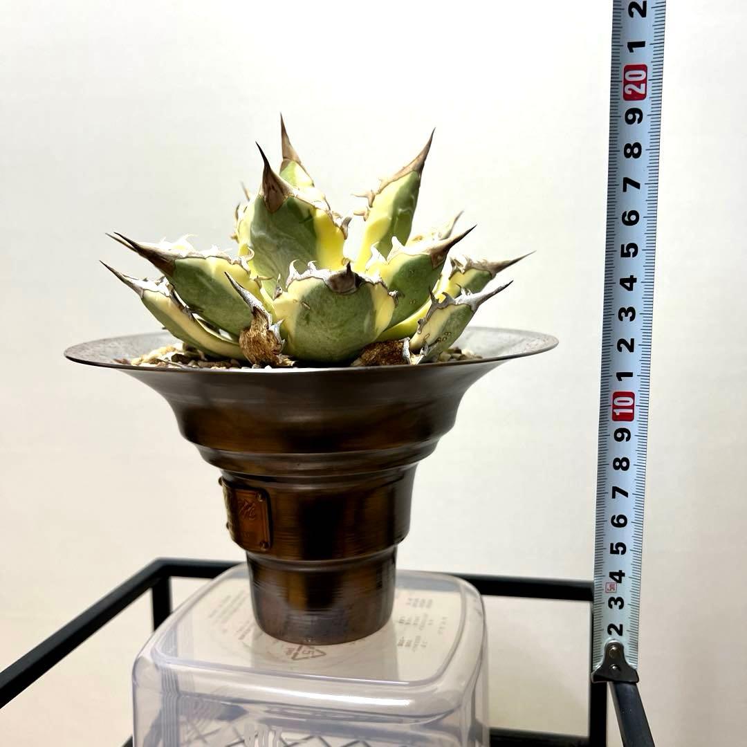 アガベ 鉢植発送 ドラゴンアガベ 暴牙 M&M鉢付 販売証明完備