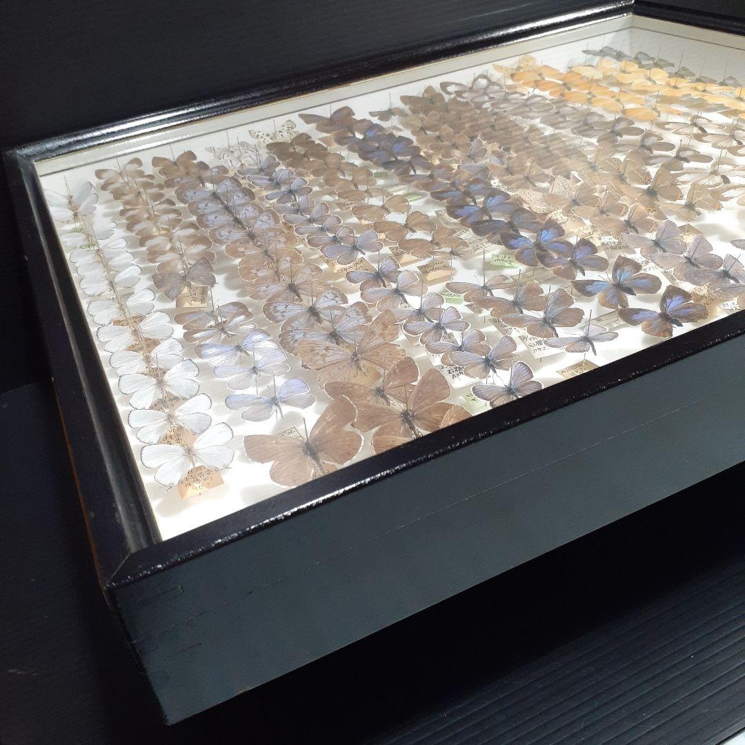 蝶標本 シジミチョウ22種180頭 大型ドイツ標本箱入りドイツ箱
