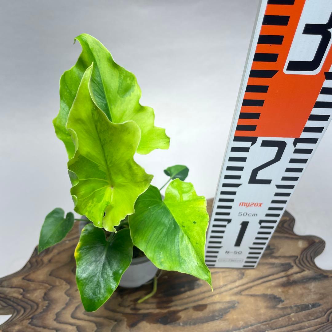 q15フィロデンドロン・セローム・斑入り 希少品種 観葉植物 - メルカリ