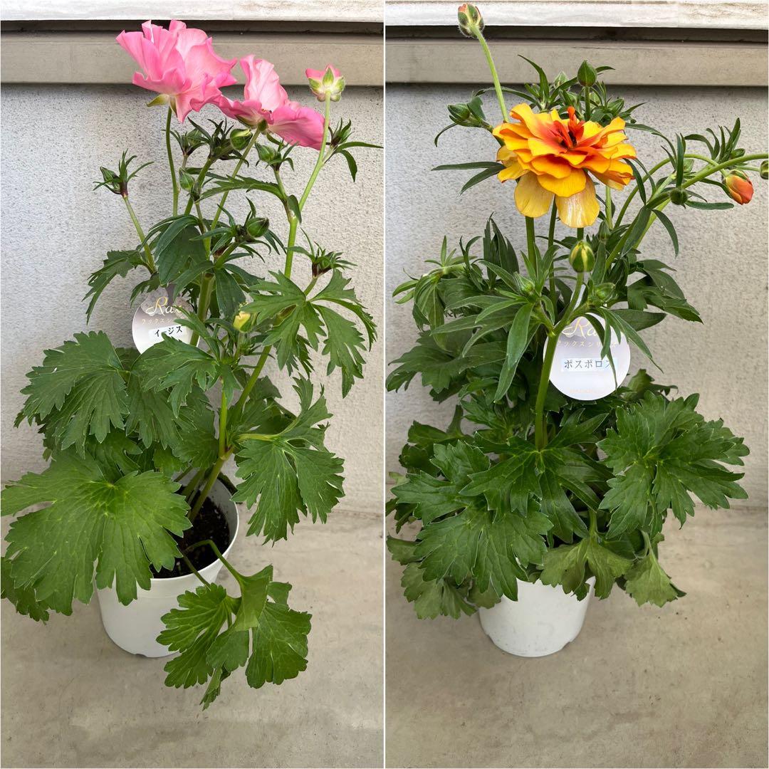 ラナンキュラスラックス 廃盤 イーシス ポスポロス 開花鉢 5号 ラベル