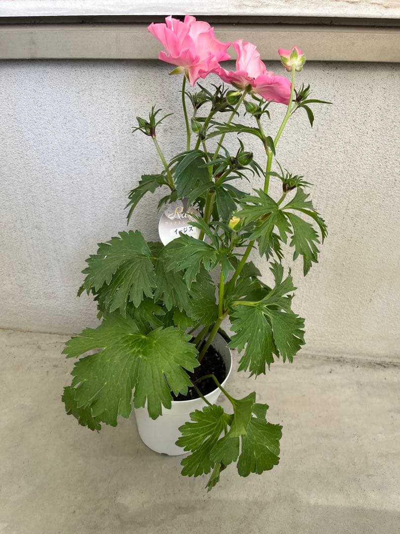 ラナンキュラスラックス 廃盤 イーシス ポスポロス 開花鉢 5号 ラベル